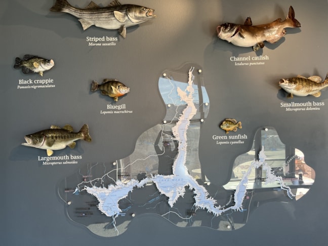 Wall Murals & Graphics