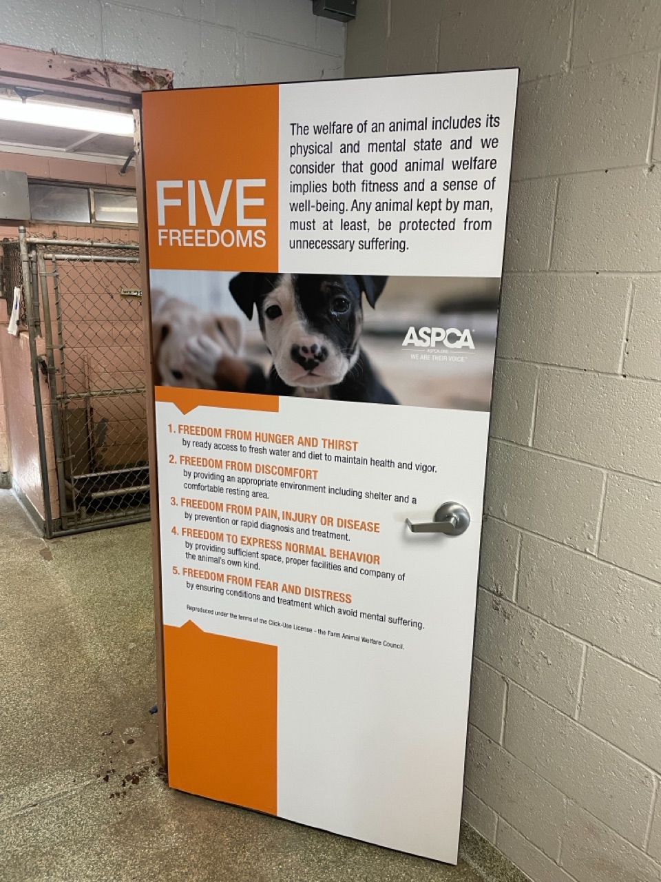 Wall Murals & Graphics | Healthcare | Animal Shelter | Columbia, SC