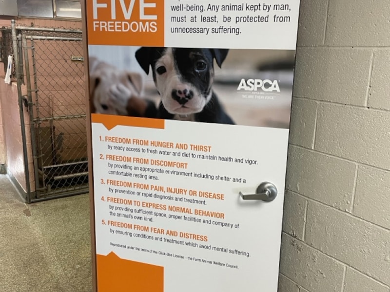 Wall Murals & Graphics | Healthcare | Animal Shelter | Columbia, SC