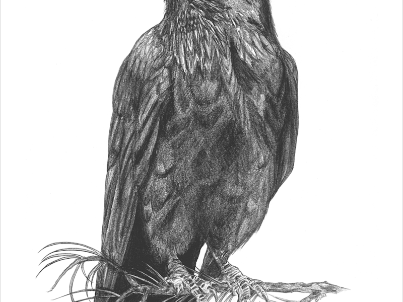 Fine Art Reproductions | Contract & Freelance Graphic Designers | Coeur dAlene | Fabric