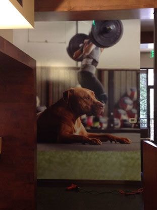 Wall Murals & Graphics