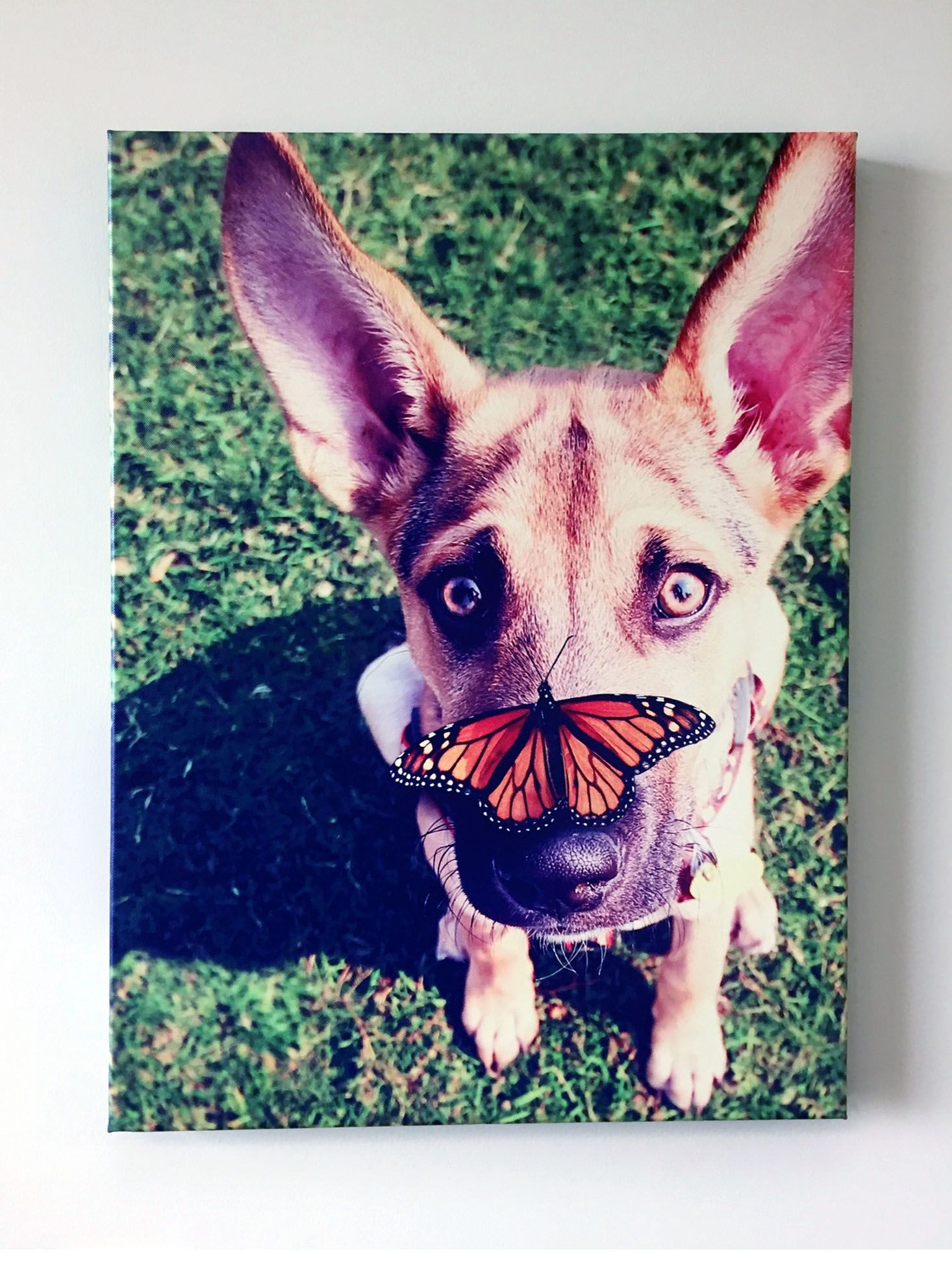 Dog Image Printed on Canvas