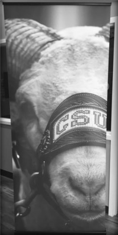 Retractable Banner - CSU Rams - Fort Collins, CO